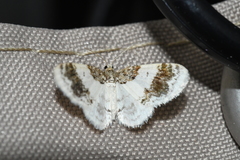Hydrelia condensata