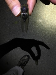 Neotibicen tibicen tibicen