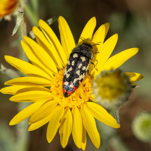 Acmaeodera opacula