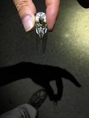 Neotibicen tibicen tibicen