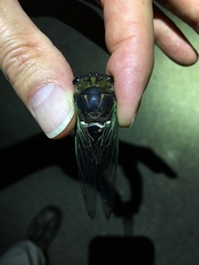 Neotibicen tibicen tibicen