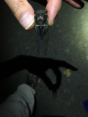 Neotibicen tibicen tibicen