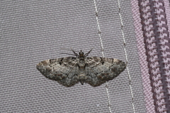 Eupithecia mutata