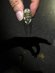 Neotibicen tibicen tibicen