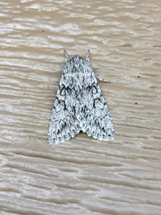 Andropolia aedon