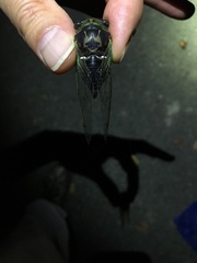 Neotibicen tibicen tibicen