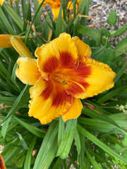 Hemerocallis