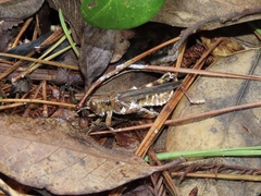 Entomophthoromycotina