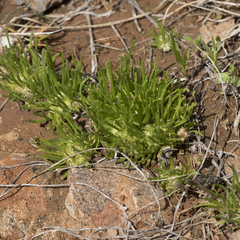 Isoetopsis graminifolia