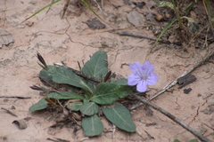 Ruellia hygrophila