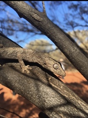 Strophurus ciliaris aberrans