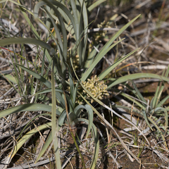 Lomandra multiflora dura