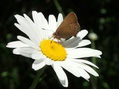 Callophrys gryneus rosneri