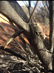 Strophurus ciliaris aberrans