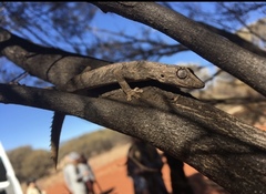 Strophurus ciliaris aberrans