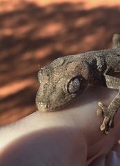 Strophurus ciliaris aberrans