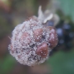 Botrytis