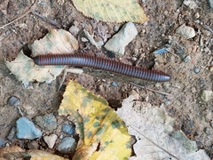 Narceus americanus
