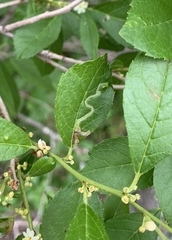 Phytomyza ilicis group