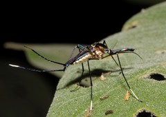 Toxorhynchites theobaldi