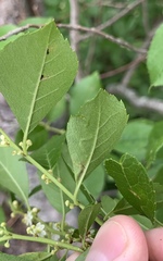 Phytomyza ilicis group