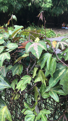 Passiflora trifasciata