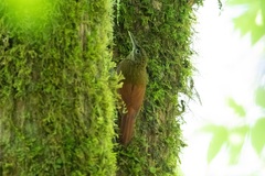 Xiphorhynchus triangularis