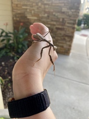 Stagmomantis carolina