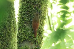 Xiphorhynchus triangularis