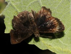 Bolla
