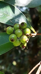 Syzygium elliptifolium
