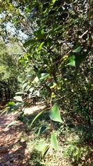 Syzygium elliptifolium