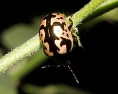 Calligrapha ancoralis