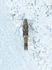 Cosmopterix pulchrimella