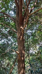 Syzygium elliptifolium