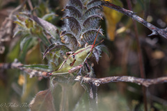 Sphenarium