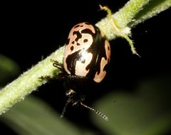 Calligrapha ancoralis