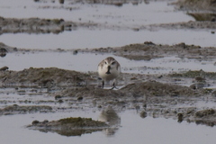 Calidris pygmaea