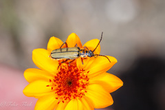 Chauliognathus hieroglyphicus