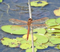 Libellula auripennis