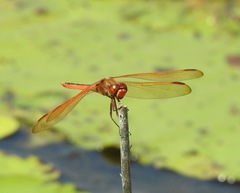 Libellula auripennis
