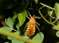 Pselliopus latispina