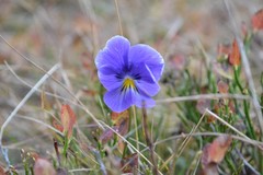 Viola altaica
