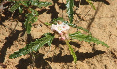 Androcalva pedleyi