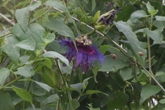 Passiflora cincinnata