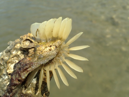 American Crown Conch