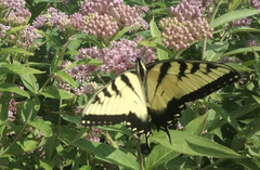 Papilio