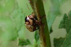 Cryptocephalus mutabilis