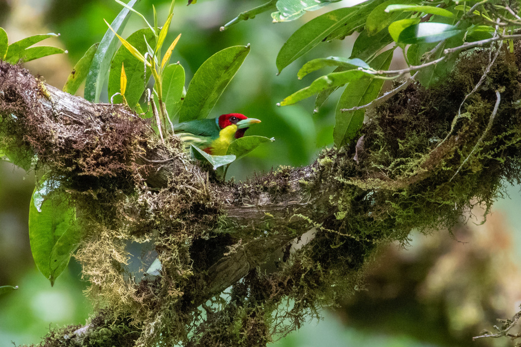 Versicolored Barbet (Blue-chinned)