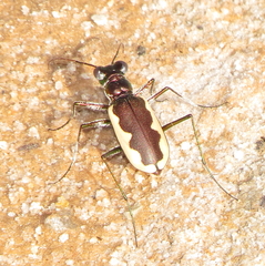 Eunota circumpicta